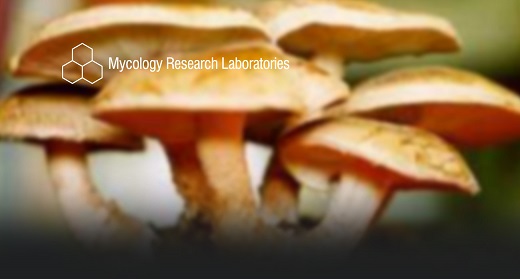 mycology research jobs uk